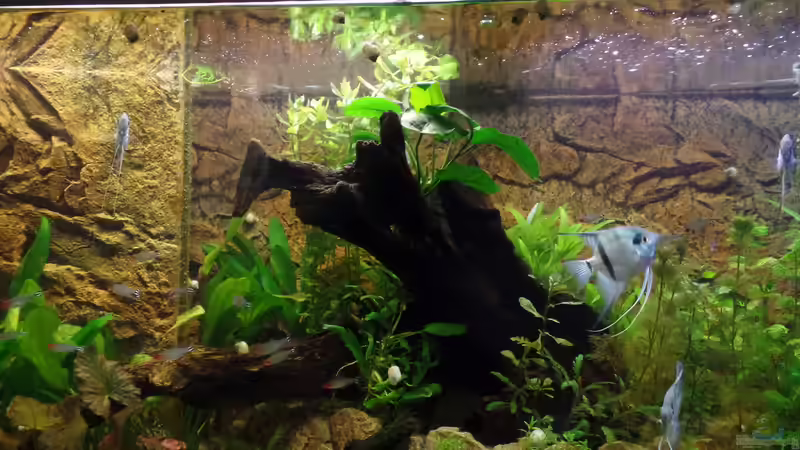 Aquarium Die Herausforderung von raubsau (87)