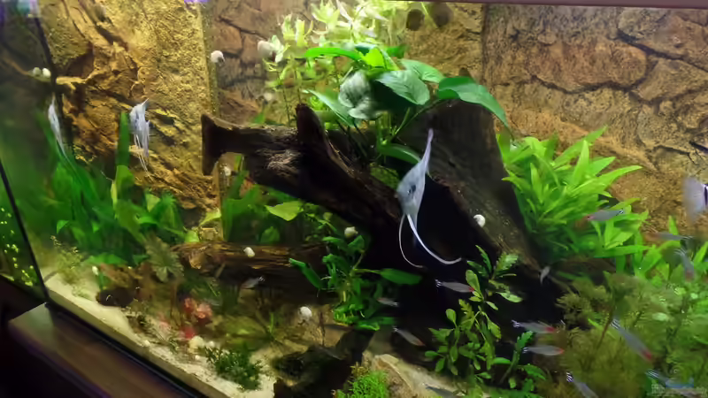 Aquarium Die Herausforderung von raubsau (92)