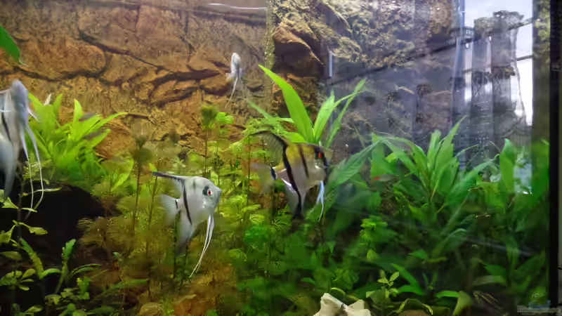 Aquarium Die Herausforderung von raubsau (93)