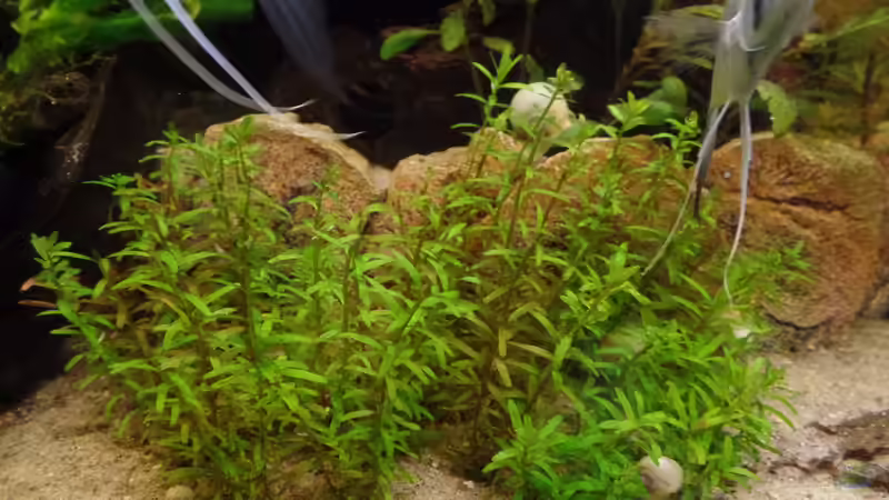 Aquarium Die Herausforderung von raubsau (94)