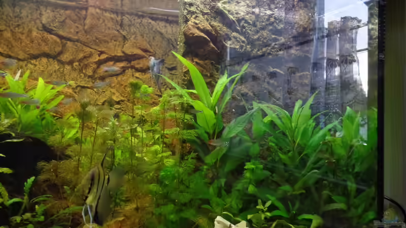 Aquarium Die Herausforderung von raubsau (95)