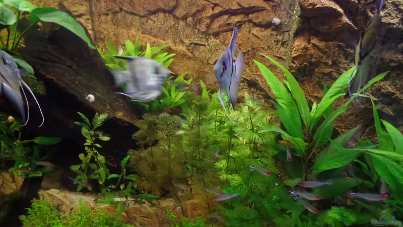 Aquarium Die Herausforderung von raubsau (96)