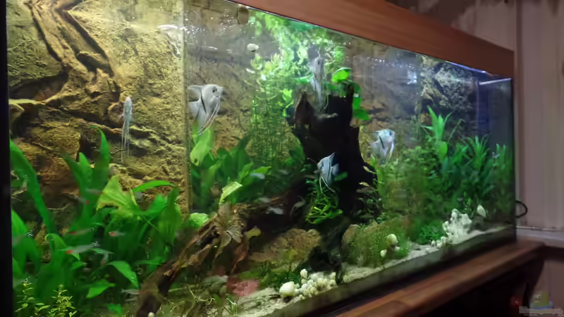 Aquarium Die Herausforderung von raubsau (98)