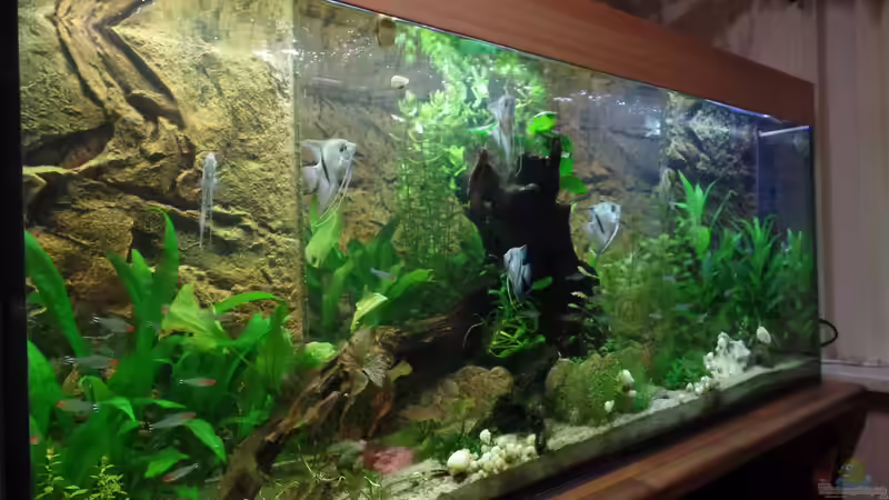 Aquarium Die Herausforderung von raubsau (99)