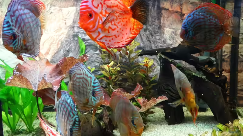 Aquarium Discus Paradies von Hydropneumat (5)