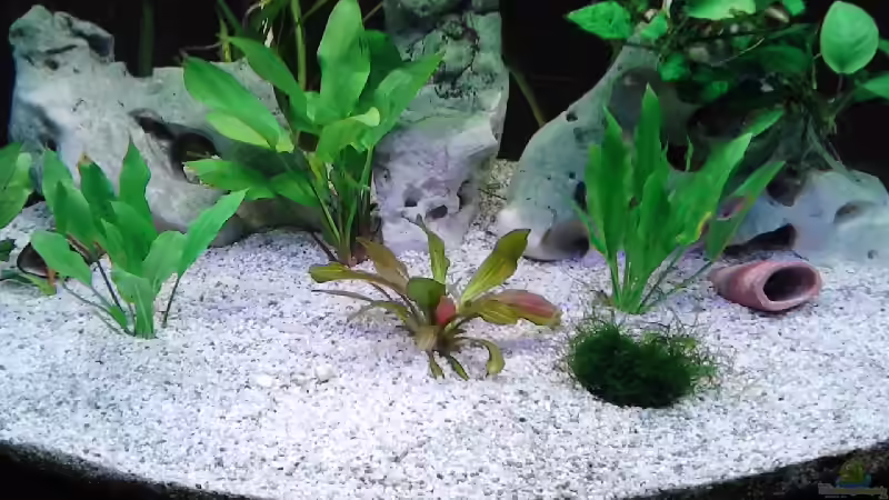 Aquarium Discusbecken von mirko1411 (2)