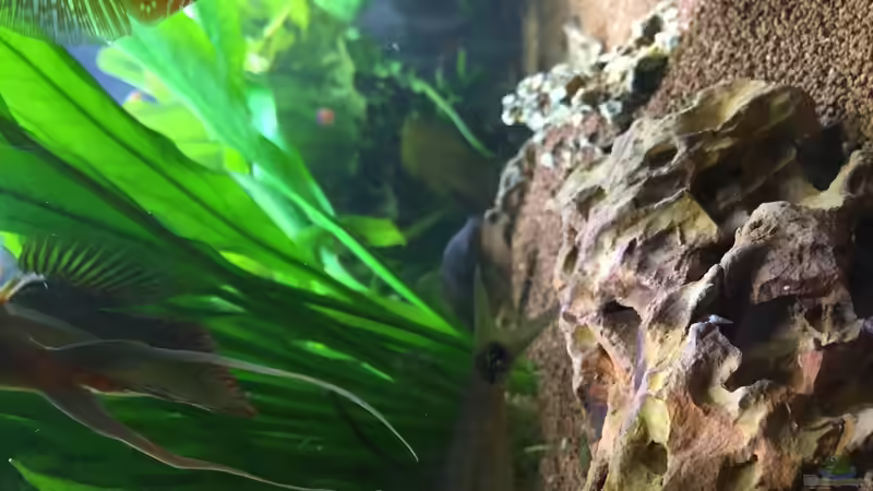 Aquarium Diskus, Panda und Co. von Philipp Fichte (3)