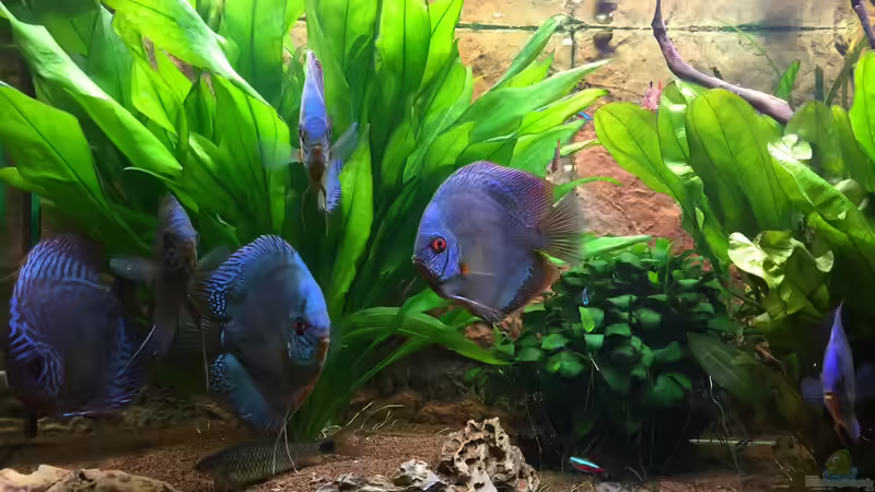 Aquarium Diskus, Panda und Co. von Philipp Fichte (4)