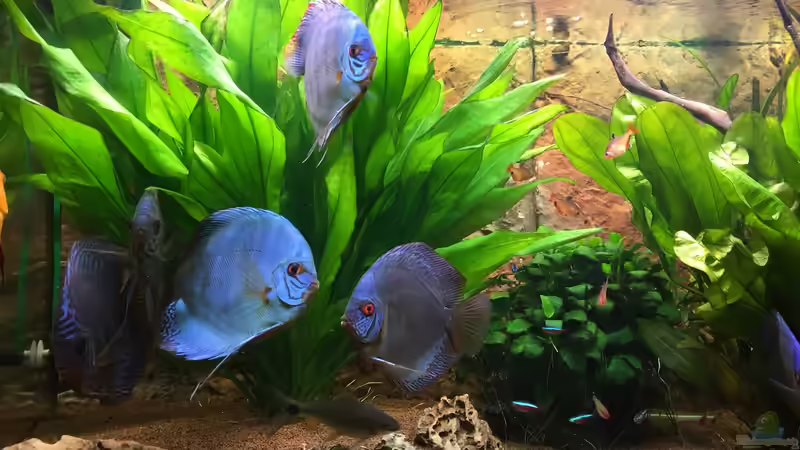 Aquarium Diskus, Panda und Co. von Philipp Fichte (5)