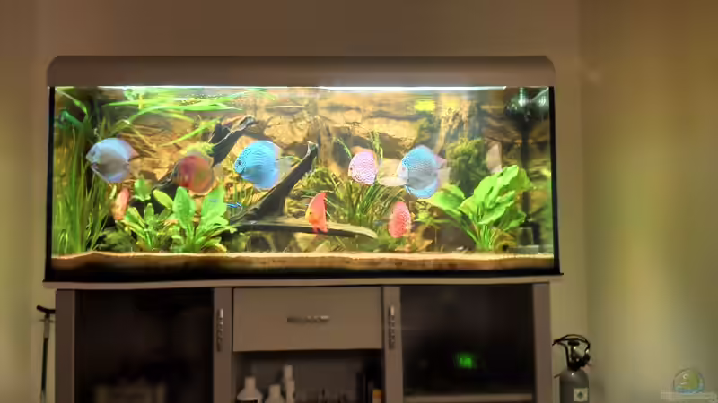Aquarium Diskus ) von Alexander Paulus (3)