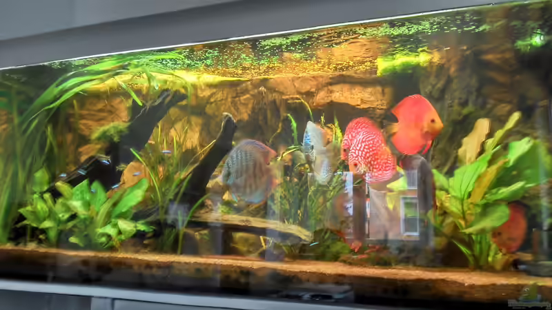 Aquarium Diskus ) von Alexander Paulus (4)