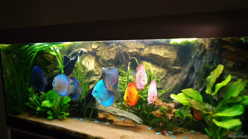 Aquarium Diskus ) von Alexander Paulus (7)