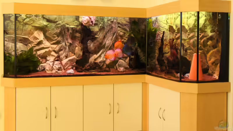 Aquarium Diskus Aquarium L-Form von Daniel O. (2)