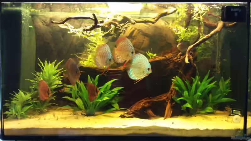 Aquarium Diskus Becken von Christian Wittling (2)