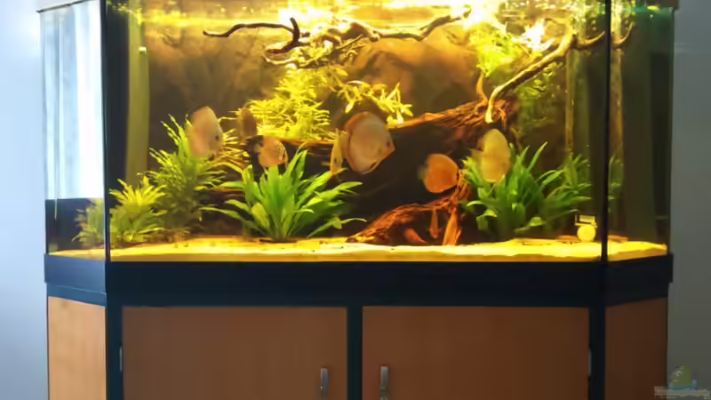 Aquarium Diskus Becken von Christian Wittling (3)