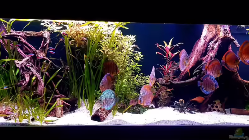 Aquarium Diskus Becken von Patrick G (2)
