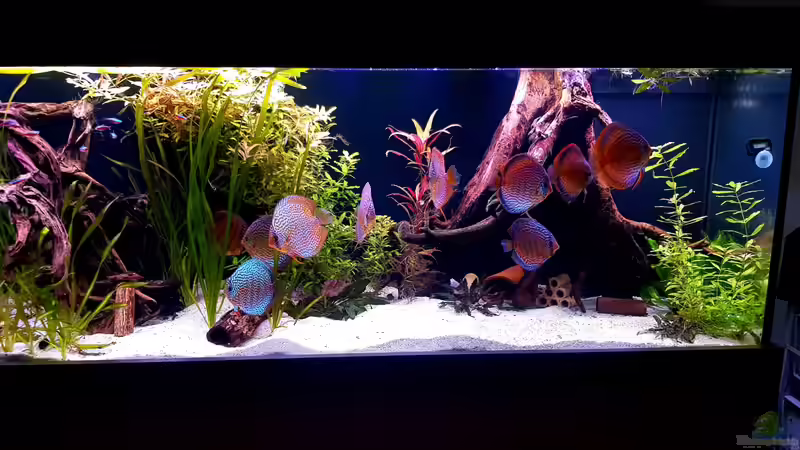 Aquarium Diskus Becken von Patrick G (5)