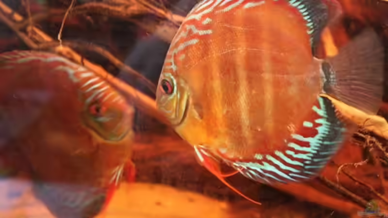 Aquarium Diskus Biotop von Amamazonas Diskus (3)