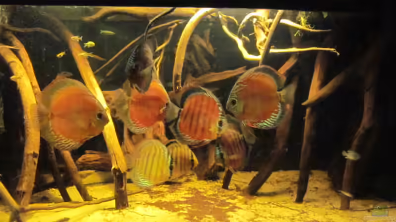 Aquarium Diskus Biotop von Amamazonas Diskus (4)