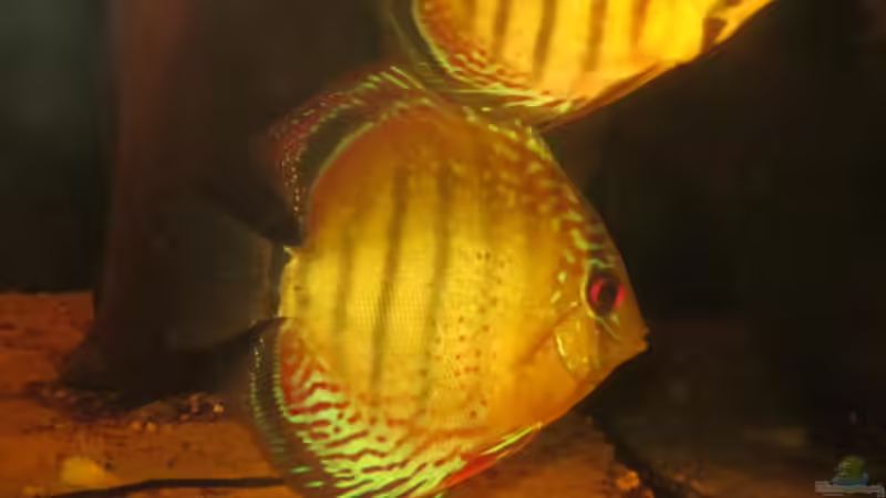 Aquarium Diskus Biotop von Amamazonas Diskus (5)