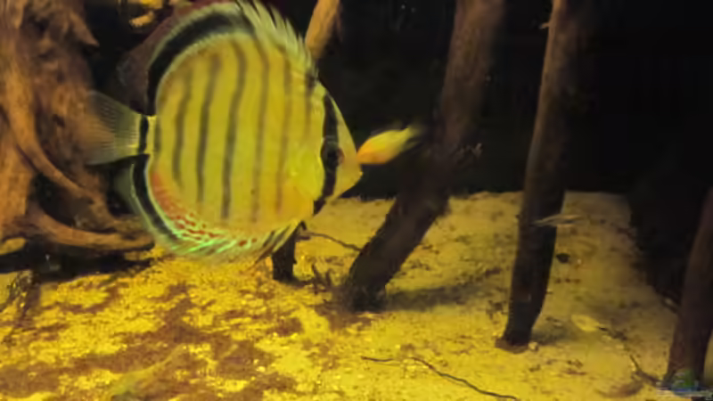 Aquarium Diskus Biotop von Amamazonas Diskus (6)