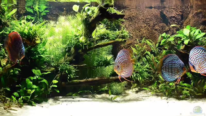 Aquarium Diskus Naturaquarium von Frank Chelaifa (4)