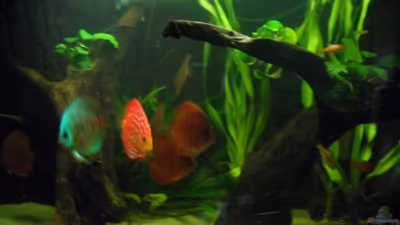Aquarium Diskus nurnoch als Beispiel von Discus (2)