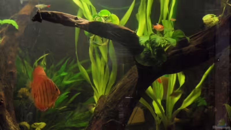 Aquarium Diskus nurnoch als Beispiel von Discus (3)
