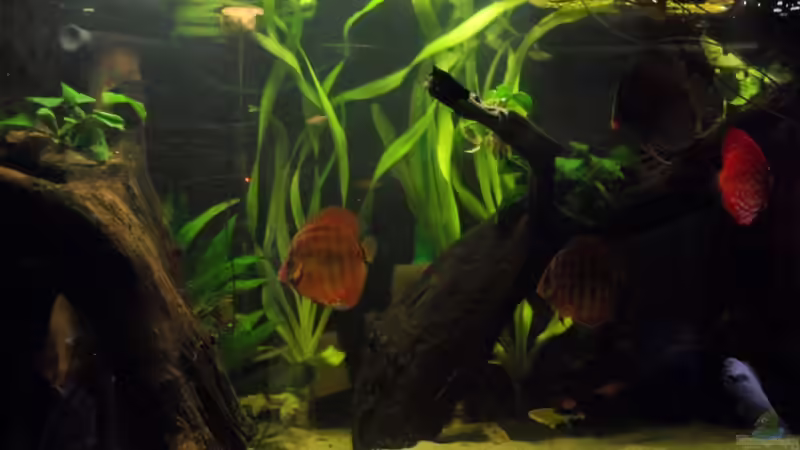 Aquarium Diskus nurnoch als Beispiel von Discus (4)
