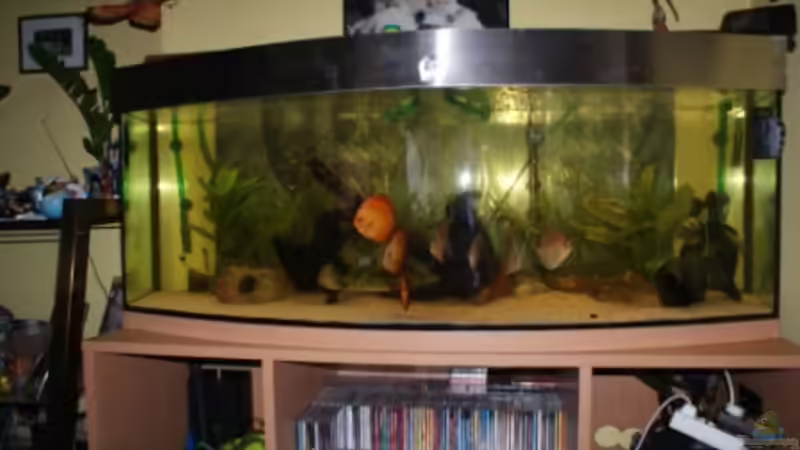 Aquarium Diskus Panorama 160 von andreas45 (2)