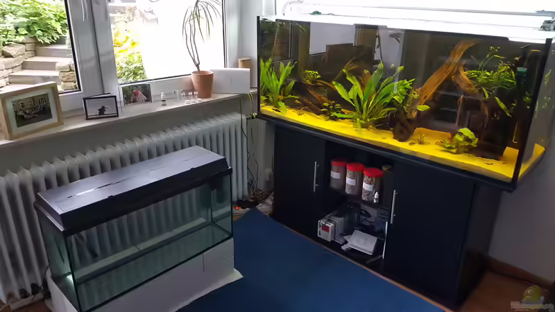Aquarium Diskus Quarantäne Becken von Johannes L. (4)