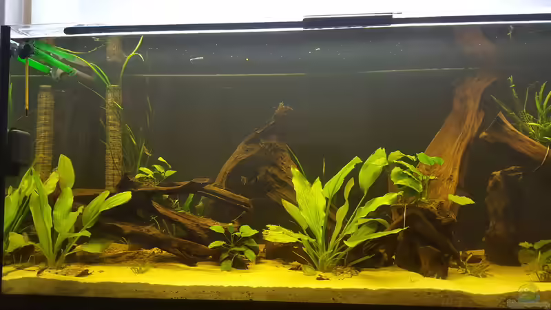 Aquarium Diskus-Rift von Johannes L. (6)