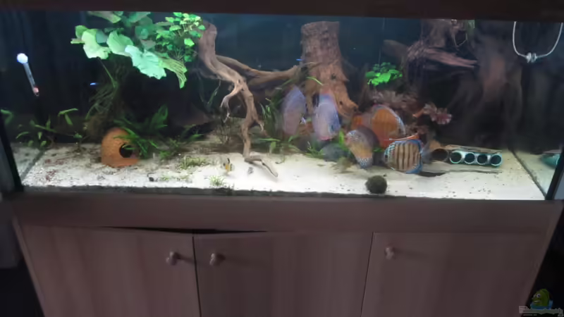 Aquarium Diskus Traum # abgebaut# von Amamazonas Diskus (2)