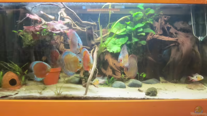 Aquarium Diskus Traum # abgebaut# von Amamazonas Diskus (3)