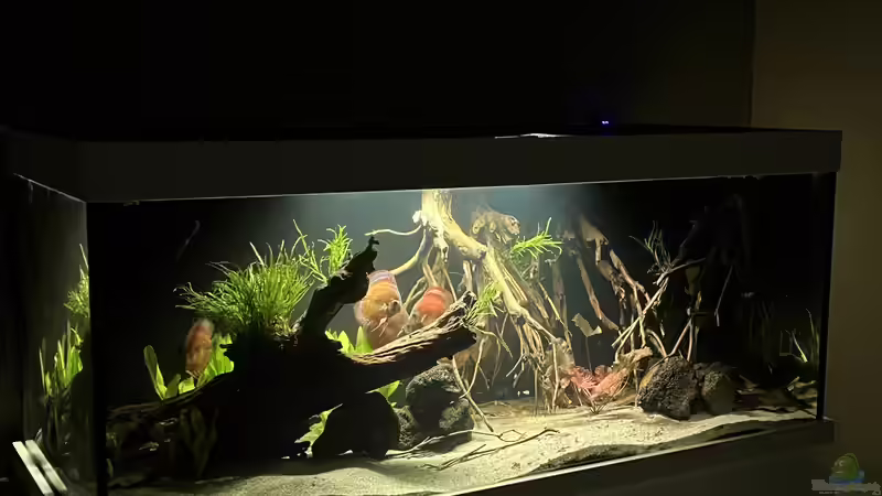 Aquarium Diskus von andreas32 (2)