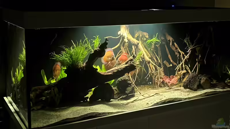 Aquarium Diskus von andreas32 (4)