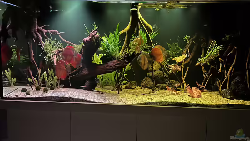 Aquarium Diskus von andreas32 (5)