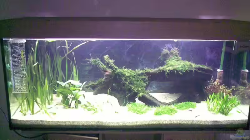 Aquarium Diskus von Basstard (2)