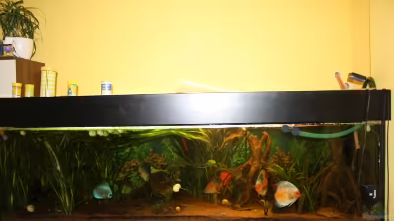 Aquarium Diskus von Fenrier (2)