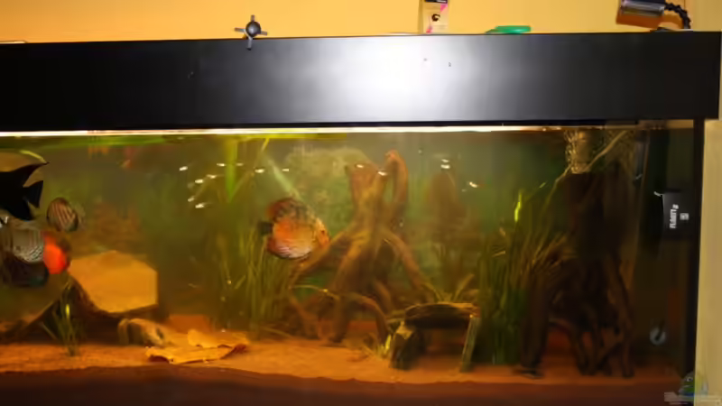 Aquarium Diskus von Fenrier (3)
