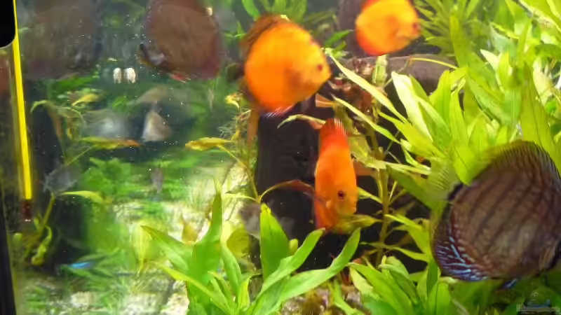 Aquarium Diskus von Michi 82 (4)