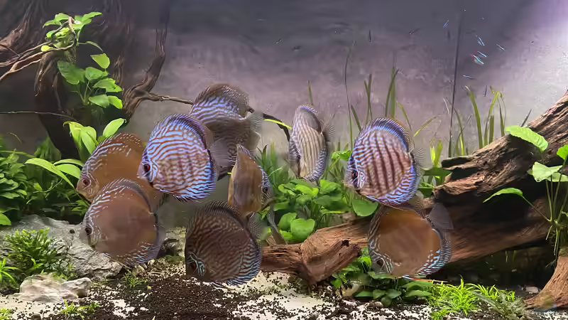 Aquarium Diskus von Nick Fisher (10)