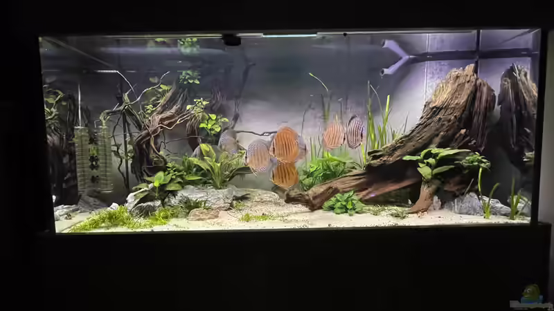 Aquarium Diskus von Nick Fisher (5)