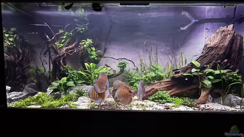 Aquarium Diskus von Nick Fisher (6)