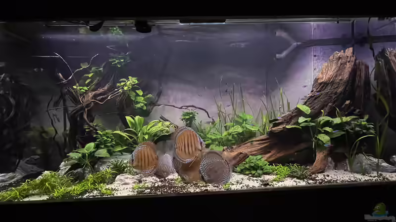 Aquarium Diskus von Nick Fisher (7)