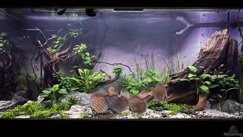 Aquarium Diskus von Nick Fisher (8)
