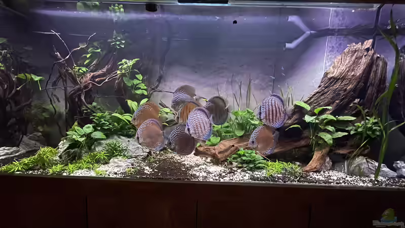 Aquarium Diskus von Nick Fisher (9)