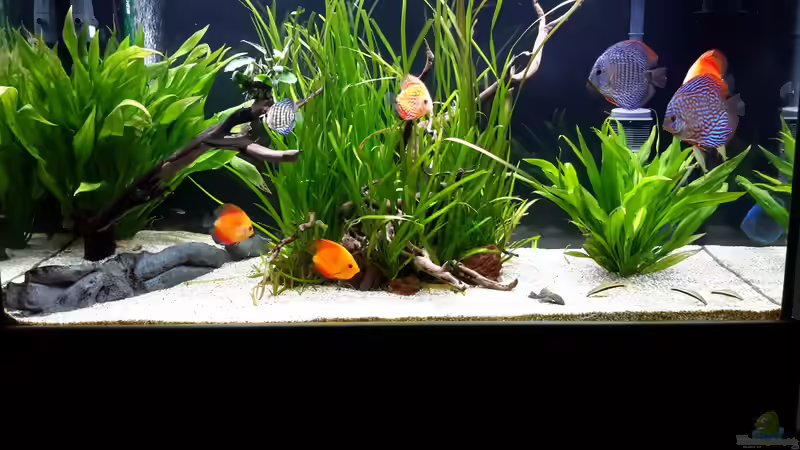 Aquarium Diskus von Phil Cle (2)