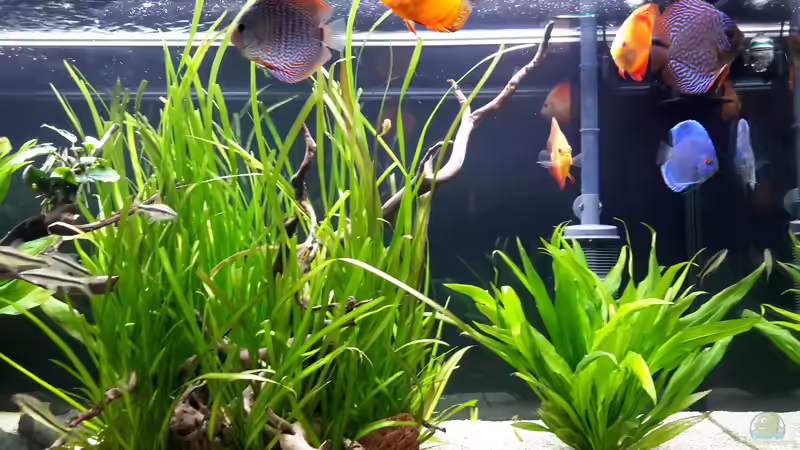 Aquarium Diskus von Phil Cle (3)