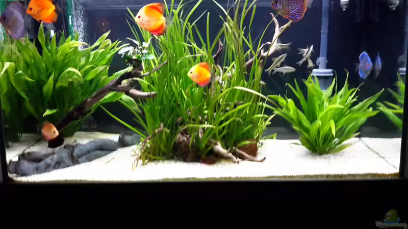 Aquarium Diskus von Phil Cle (6)